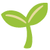 seedling on Google