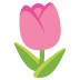 tulip on Google